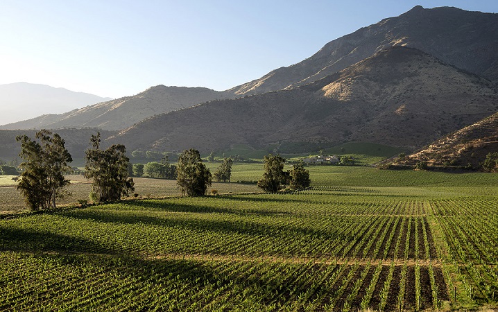 Maipo chileno